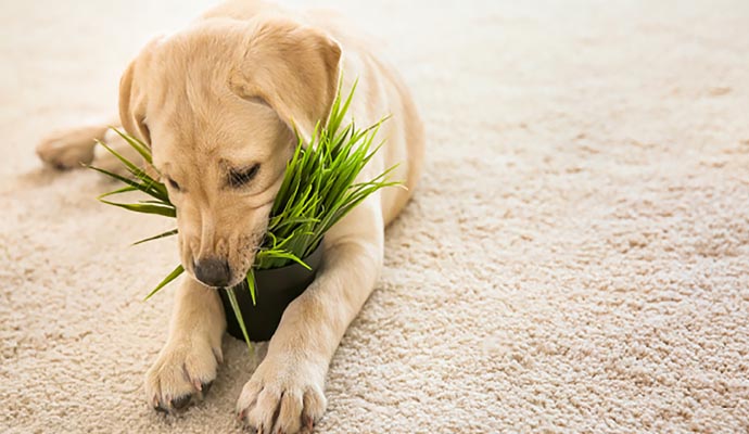 Puppy sitting on carpet