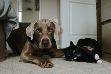 dog-and-cat-1